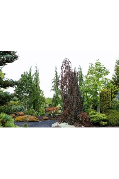 Бук лесной Пурпуреа Пендула 